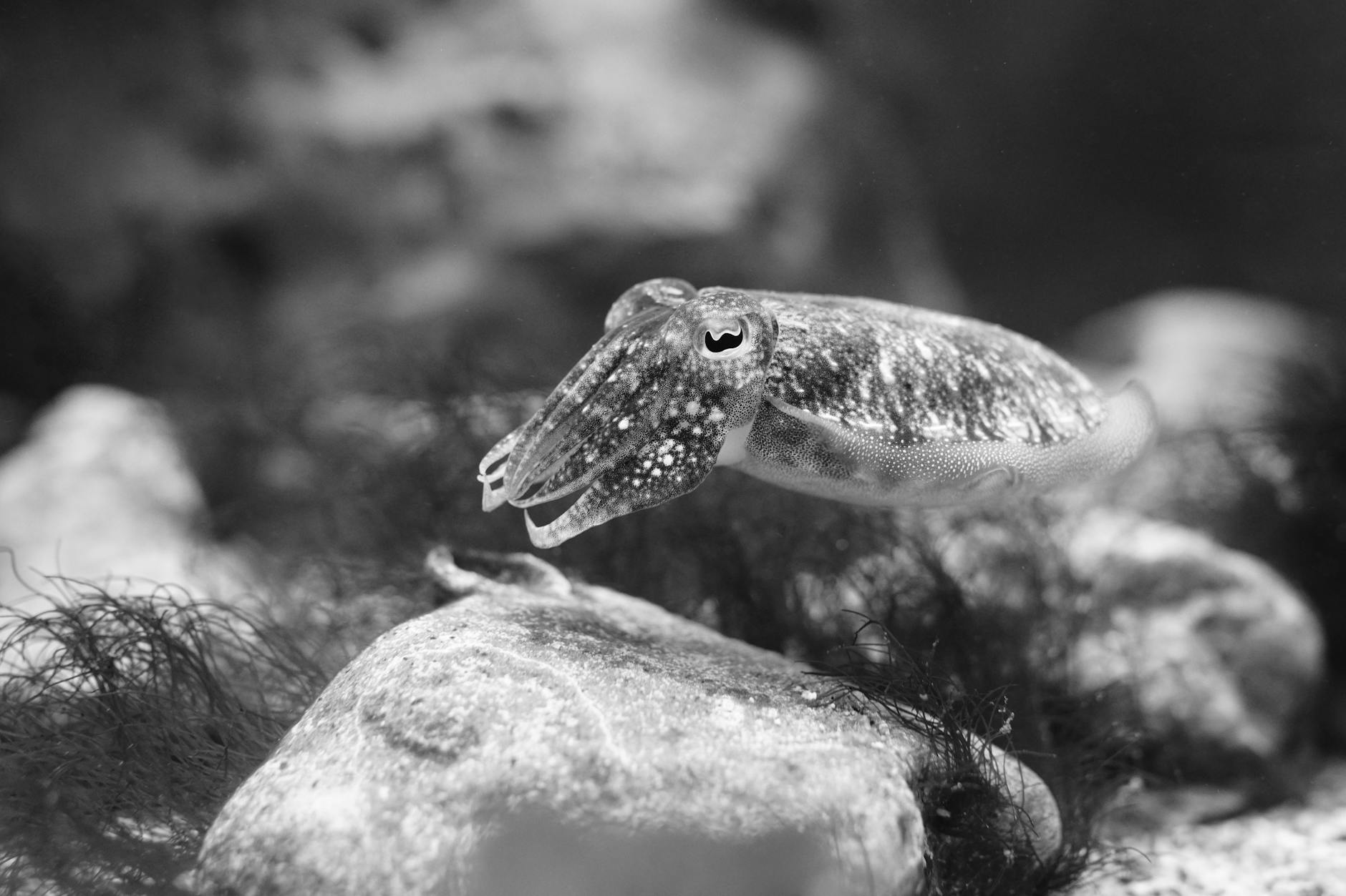 Close-up of a cuttlefish in a black and white underwater scene.
